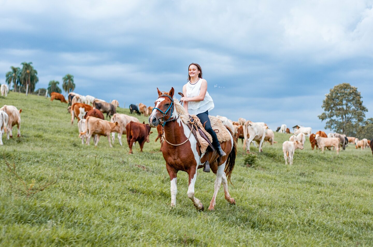 Ensaio com cavalos 